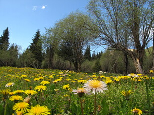 春日黄花遍野的美丽草地