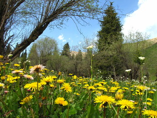 春日黄花烂漫的林间草地