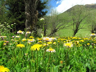 春日草地蒲公英绽放
