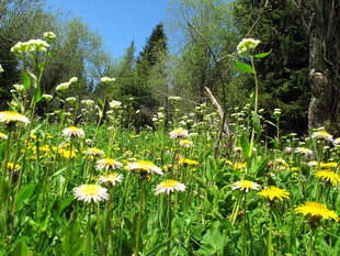 春日野花盛放的林间草地
