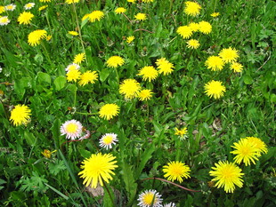 春日蒲公英花海