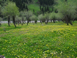 草原繁花与远处树木景观