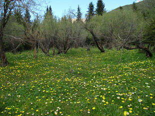 春日草地野花烂漫景色