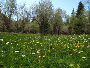 春日草地蒲公英烂漫景色