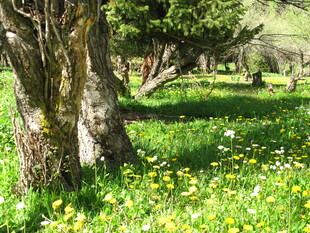 林间草地繁花与老树