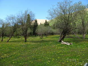 春日草地树木风景图