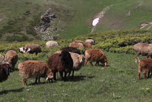 草原上的牛羊与飞鸟