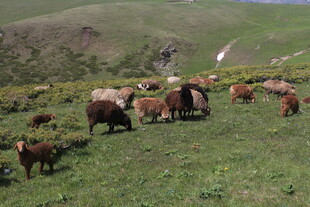 草原上的牛羊群