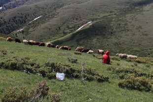 草原牧人赶羊群