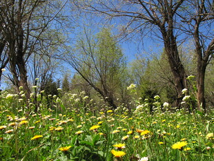 春日草地繁花与树木