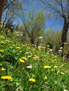 春日野花盛放的山坡