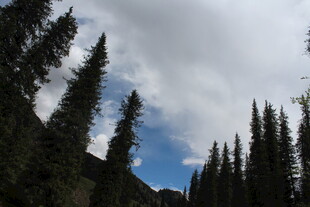 山林松景 蓝天白云相伴