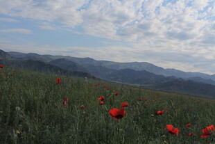 山间红花绽放美景
