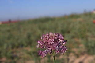 田野中的紫色葱属花卉