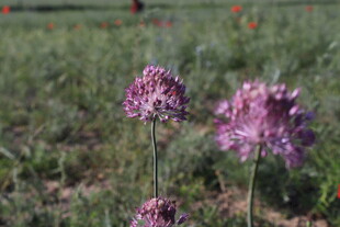 田野中的紫色葱属花卉