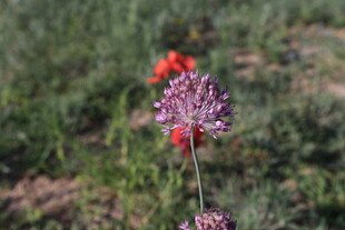 田野中的紫色花卉