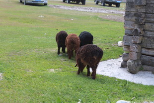 草地上的几只羊驼