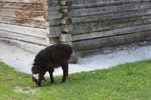 黑羊在草地上低头吃草