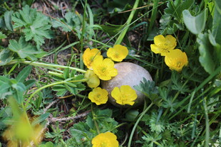 草丛中绽放的黄色小花