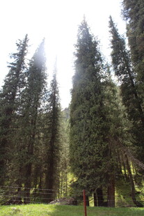 阳光洒落的茂密森林