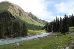山间溪流旁的葱郁山林