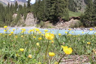 山间绽放的黄色野花