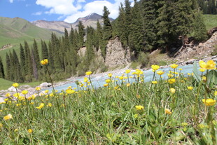 山间草地黄花与河流美景