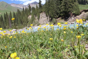 山间烂漫绽放的黄色野花