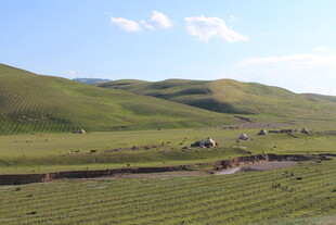 草原风光 牧群点缀绿野