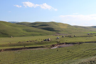 草原风光 牛羊悠然