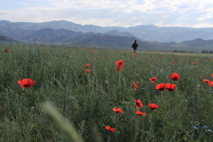花海中的独行者