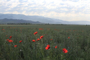 田野中的艳丽鲜花