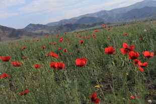 山间盛放的鲜花