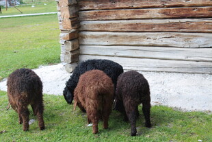 木屋旁吃草的几只羊