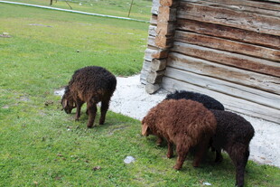 木屋旁吃草的几只绵羊