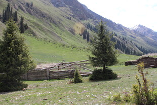 山间草地与树木景观