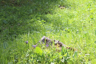 阳光下的草地与紫色小花