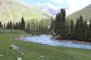 山间溪流旁的葱郁松林