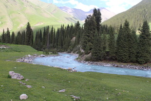 山间溪流旁的葱郁森林