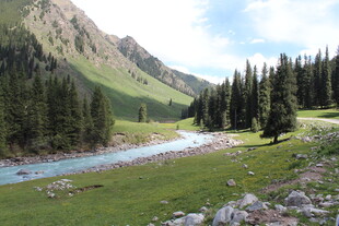 山间溪流旁的葱郁森林