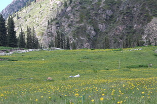 山间草地绽放黄色小花