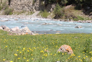 河畔黄花间的悠闲动物