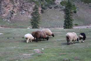 草原上的羊群悠然吃草