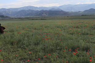草原花海与远望的身影