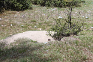 山间小径旁的绿植与枯树