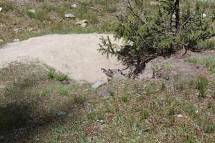 山间沙土地旁绿植景象