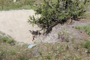 山坡上的绿植与沙土景观