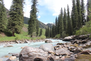 山间溪流旁的葱郁松林