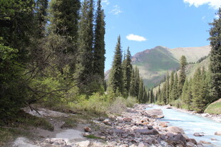 山间溪流旁的茂密松林