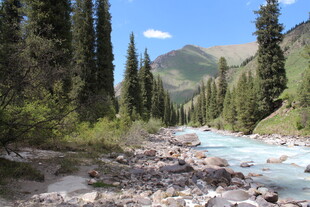 山间溪流旁的葱郁树林